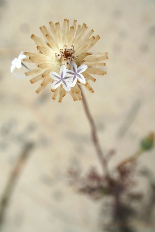 Desert flowers at Hastings Cave National Part, Western Australia